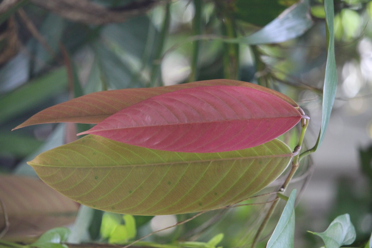 Doona macrophylla Thwaites